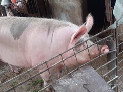 Vand purcea 300-350 de kg